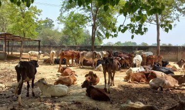 बिरनो गौ आश्रय केंद्र, भगवान भरोसे