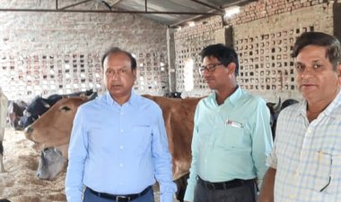 गौवंशों के रखरखाव में लापरवाही नहीं होगी बर्दाश्त:मुख्य पशु चिकित्साधिकारी