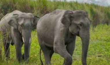 2021 में देश में 49 हाथियों का हुआ शिकार - रंजन तोमर