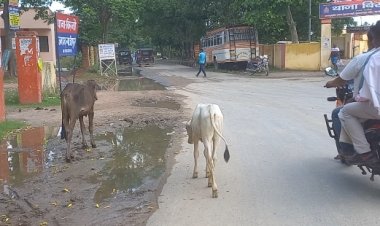 बिरनो थाने के समीप आवारा पशु दे रहे दुर्घटना को दावत