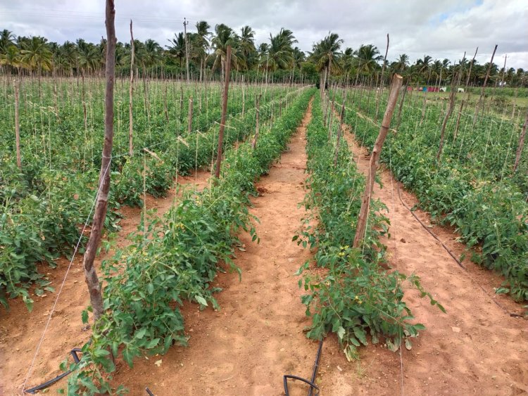 Drip Fertigation enhance crop yield and farmers prosperity: Lesson from Tarikere Community Drip Irrigation Phase II