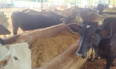 गौ आश्रय केंद्र संचालिका समेत दो अन्य पर मुक़दमा दर्ज