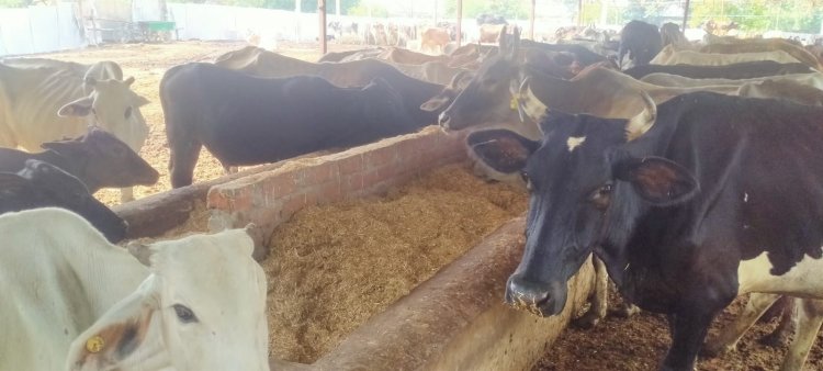 गौ आश्रय केंद्र संचालिका समेत दो अन्य पर मुक़दमा दर्ज