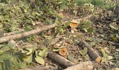 सागौन का पेड़ बिना परमिशन काटने पर बन रक्षक ने कराया मुकदमा दर्ज