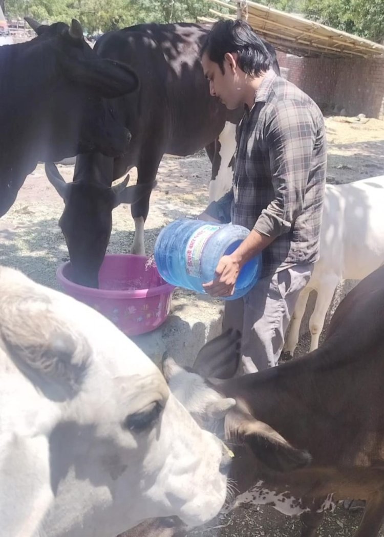 युवा शक्ति द्वारा गायों और जानवरों को कड़ी गर्मी में चारा और पानी का वितरण: एक पहल