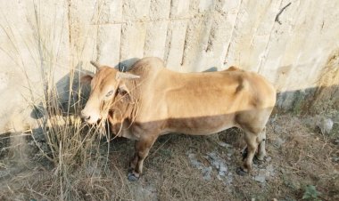 नेकी का डब्बा फाउंडेशन और जीवन अर्पण गौ सेवा समिति का सराहनीय बचाव अभियान