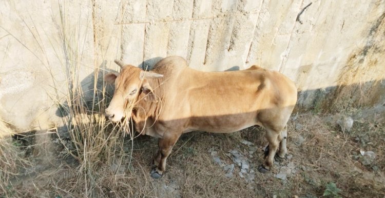 नेकी का डब्बा फाउंडेशन और जीवन अर्पण गौ सेवा समिति का सराहनीय बचाव अभियान
