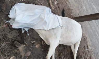 सेक्टर 11 में बिजली का करंट लगने से गोवंश की मृत्यु