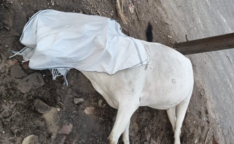 सेक्टर 11 में बिजली का करंट लगने से गोवंश की मृत्यु