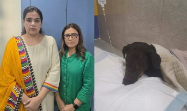 शौर्य (डोगी) को गोली मारने वाला आरोपी शमी गिरफ्तार, न्यायिक हिरासत में भेजा गया